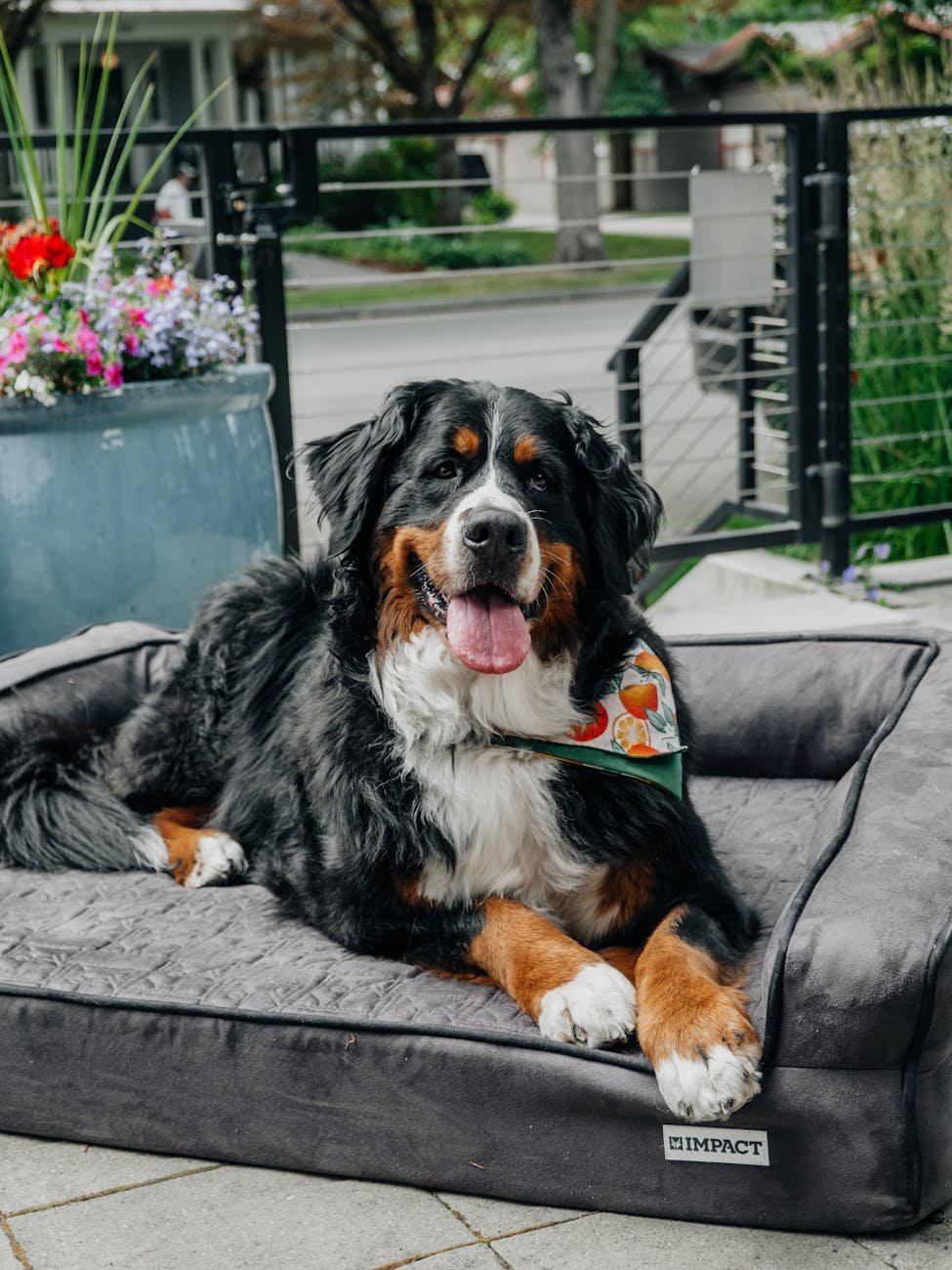 bernese mountain dog relaxing outdoors on pet bed