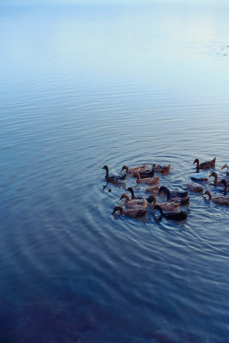 group of ducks swimming in a tranquil pond